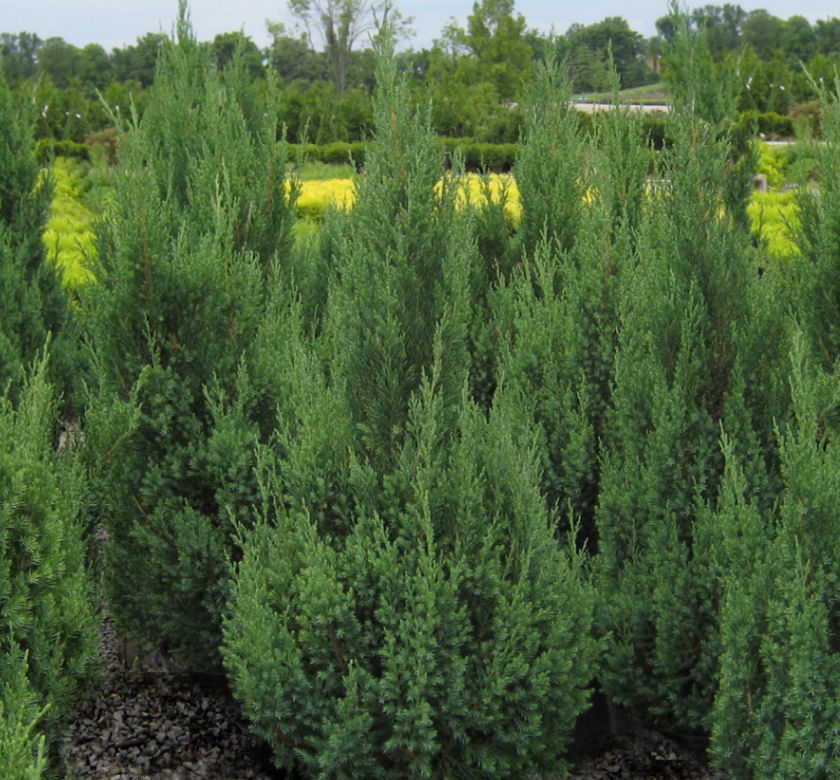 Blue Point Upright Juniper Natorp's Online Plant Store